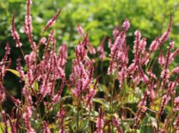 Kerzenknöterich &#8218;Pink Elephant&#8216;, Bistorta amplexicaulis &#8218;Pink Elephant&#8216;, Topfware