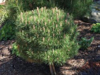 Schwarzkiefer 'Bambino' ®, 25-30 cm, Pinus nigra 'Bambino' ®, Containerware