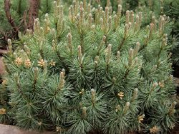 Kiefer 'Grüne Welle' ®, 10-15 cm, Pinus uncinata 'Grüne Welle' ®, Containerware