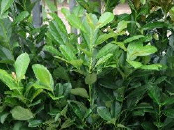 Kirschlorbeer 'BONAPARTE' ®, Stamm 50 cm, 60-80 cm, Prunus laurocerasus 'BONAPARTE' ®, Stämmchen