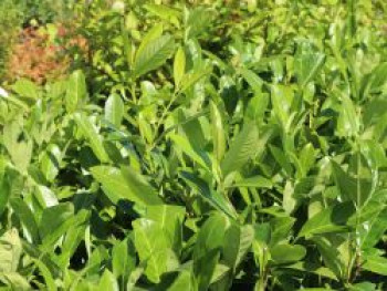 Kirschlorbeer 'Greenpeace', 40-60 cm, Prunus laurocerasus 'Greenpeace', Containerware