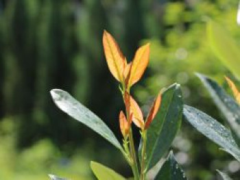 Kirschlorbeer / Lorbeerkirsche 'Hibani', 60-80 cm, Prunus laurocerasus 'Hibani', Containerware