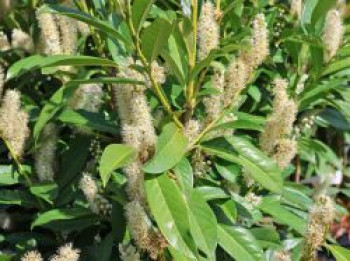 Kirschlorbeer / Lorbeerkirsche 'Reynvaanii', 40-60 cm, Prunus laurocerasus 'Reynvaanii', Containerware