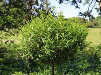 Kirschlorbeer 'SOFIA' ®, Stamm 50 cm, 60-80 cm, Prunus laurocerasus 'SOFIA' ®, Stämmchen
