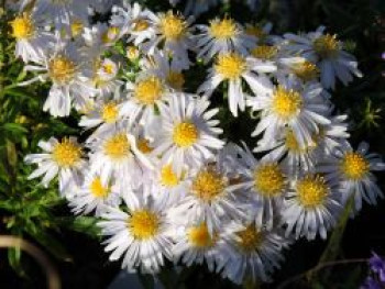 Kissen-Aster &#8218;Apollo&#8216;, Aster x dumosus &#8218;Apollo&#8216;, Topfware