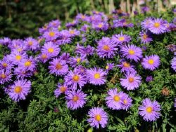 Kissen-Aster &#8218;Augenweide&#8216;, Aster x dumosus &#8218;Augenweide&#8216;, Topfware