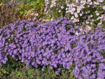 Kissen-Aster &#8218;Blaue Lagune&#8216;, Aster x dumosus &#8218;Blaue Lagune&#8216;, Topfware