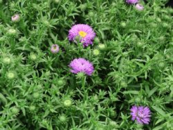 Kissen-Aster 'Blue Lapis', Symphyotrichum dumosum 'Blue Lapis', Containerware