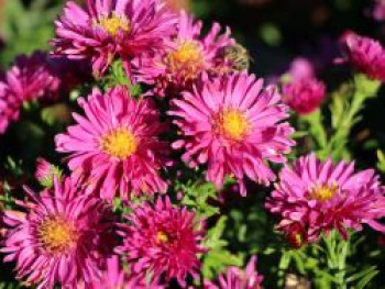 Kissen-Aster &#8218;Granat&#8216;, Aster x dumosus &#8218;Granat&#8216;, Topfware