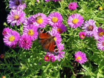 Kissen-Aster &#8218;Heinz Richard&#8216;, Aster x dumosus &#8218;Heinz Richard&#8216;, Topfware