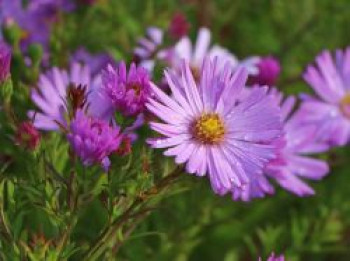 Kissen-Aster 'Herbstgruß vom Bresserhof', Aster x dumosus 'Herbstgruß vom Bresserhof', Containerware