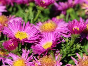 Kissen-Aster &#8218;Kassel&#8216;, Aster x dumosus &#8218;Kassel&#8216;, Topfware