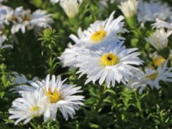 Kissen-Aster &#8218;Kristina&#8216;, Aster x dumosus &#8218;Kristina&#8216;, Topfware