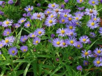 Kissen-Aster &#8218;Mittelmeer&#8216;, Aster x dumosus &#8218;Mittelmeer&#8216;, Topfware