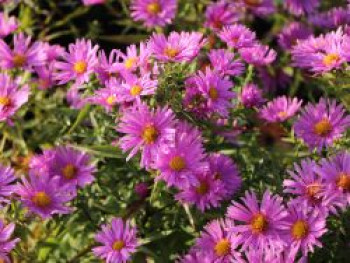 Kissen-Aster &#8218;Peter Harrison&#8216;, Aster x dumosus &#8218;Peter Harrison&#8216;, Topfware