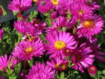 Kissen-Aster &#8218;Starlight&#8216;, Aster x dumosus &#8218;Starlight&#8216;, Topfware