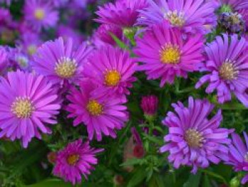 Kissen-Aster 'Tonga', Symphyotrichum dumosum 'Tonga', Topfware