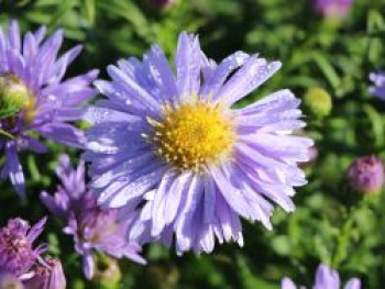 Kissen-Aster &#8218;Zwergenhimmel&#8216;, Aster x dumosus &#8218;Zwergenhimmel&#8216;, Topfware