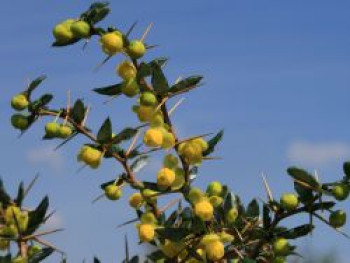 Kissen-Berberitze / Schneeige Berberitze, 25-30 cm, Berberis candidula, Containerware