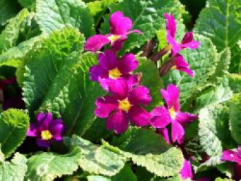 Kissen-Schlüsselblume 'Wanda', Primula x pruhoniciana 'Wanda', Topfware