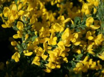 Kissenginster, 10-20 cm, Cytisus decumbens, Topfware