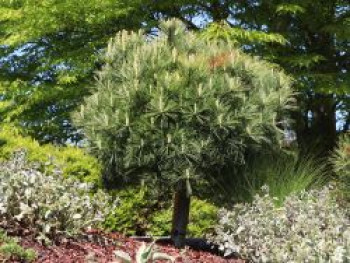 Kissenkiefer &#8218;Minima&#8216;, 20-25 cm, Pinus strobus &#8218;Minima&#8216;, Containerware