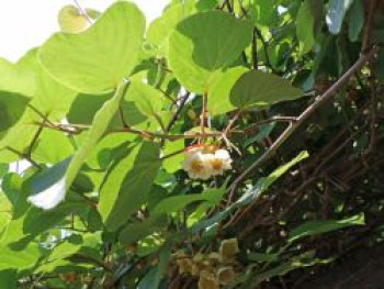 Kiwi &#8218;Atlas&#8216;, 60-100 cm, Actinidia chinensis &#8218;Atlas&#8216; (männlich), Containerware