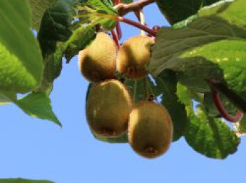 Kiwi &#8218;Boskoop&#8216;, 60-100 cm, Actinidia chinensis &#8218;Boskoop&#8216;, Containerware