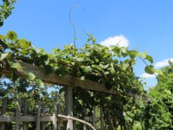 Kiwi, Chinesischer Strahlengriffel, 10-20 cm, Actinidia chinensis, Topfware