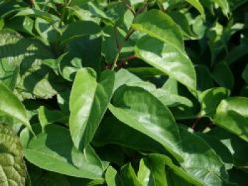 Kiwi 'Geneva', 60-100 cm, Actinidia arguta 'Geneva', Containerware