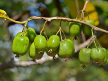 Kiwi &#8218;Issai&#8216;, 60-100 cm, Actinidia arguta &#8218;Issai&#8216;, Containerware