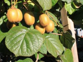 Kiwi &#8218;Jenny&#8216; / &#8218;Yennie&#8216;, 60-100 cm, Actinidia deliciosa &#8218;Jenny&#8216; / &#8218;Yennie&#8216; (selbstfruchtend), Containerware