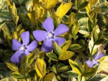 Kleinblättriges Immergrün &#8218;Aureovariegata&#8216;, Vinca minor &#8218;Aureovariegata&#8216;, Topfware