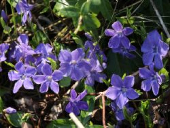 Kleinblättriges Immergrün &#8218;Bowles&#8216;, 15-20 cm, Vinca minor &#8218;Bowles&#8216;, Topfware