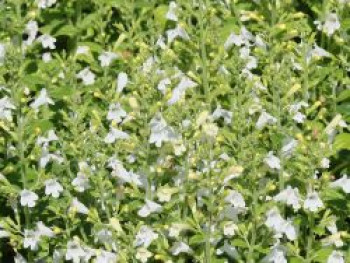 Kleinblütige Bergminze 'Marvelette White', Calamintha nepeta 'Marvelette White', Topfware