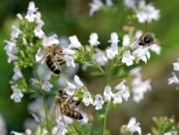 Kleinblütige Bergminze 'White Cloud', Calamintha nepeta 'White Cloud', Topfware