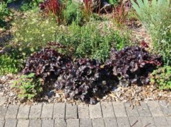 Kleinblütiges Silberglöckchen &#8218;Black Pearl&#8216; ®, Heuchera micrantha &#8218;Black Pearl&#8216; ®, Topfware