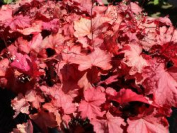 Kleinblütiges Silberglöckchen &#8218;Georgia Peach&#8216;, Heuchera micrantha &#8218;Georgia Peach&#8216;, Topfware