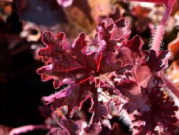 Kleinblütiges Silberglöckchen 'Prince', Heuchera micrantha 'Prince', Topfware