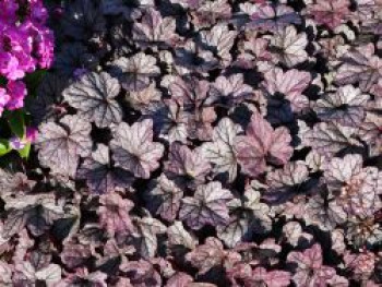 Kleinblütiges Silberglöckchen 'Sugar Plum', Heuchera micrantha 'Sugar Plum', Topfware