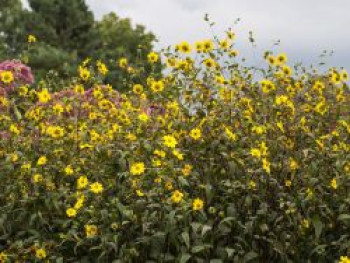 Kleinblumige Sonnenblume, Helianthus microcephalus, Topfware