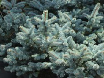 Kleine Blaufichte 'Glauca Globosa', 30-40 cm, Picea pungens 'Glauca Globosa', Containerware