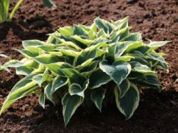 Kleine Gelbrand-Funkie &#8218;Golden Tiara&#8216;, Hosta nakaiana &#8218;Golden Tiara&#8216;, Topfware