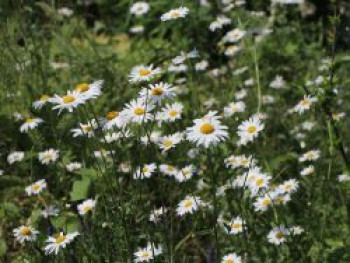 Kleine Margerite &#8218;Maikönigin&#8216;, Leucanthemum vulgare &#8218;Maikönigin&#8216;, Topfware