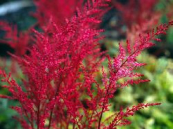 Kleine Prachtspiere &#8218;Aphrodite&#8216;, Astilbe simplicifolia &#8218;Aphrodite&#8216;, Topfware