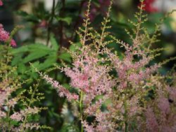 Kleine Prachtspiere &#8218;Inshriach Pink&#8216;, Astilbe simplicifolia &#8218;Inshriach Pink&#8216;, Topfware