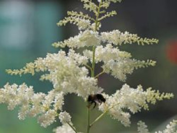 Kleine Prachtspiere &#8218;Praecox Alba&#8216;, Astilbe simplicifolia &#8218;Praecox Alba&#8216;, Topfware