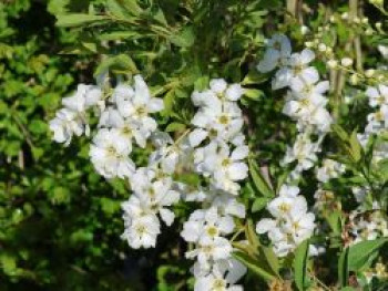 Kleine Prunkspiere &#8218;Lotus Moon&#8216;, 60-100 cm, Exochorda macrantha &#8218;Lotus Moon&#8216;, Containerware