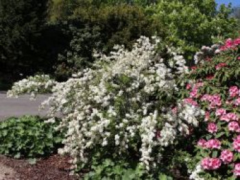 Kleine Prunkspiere &#8218;The Bride&#8216;, 100-125 cm, Exochorda macrantha &#8218;The Bride&#8216;, Containerware