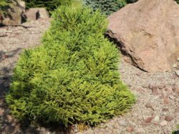 Kleine Sicheltanne 'Globosa Nana', Cryptomeria japonica 'Globosa Nana', Containerware